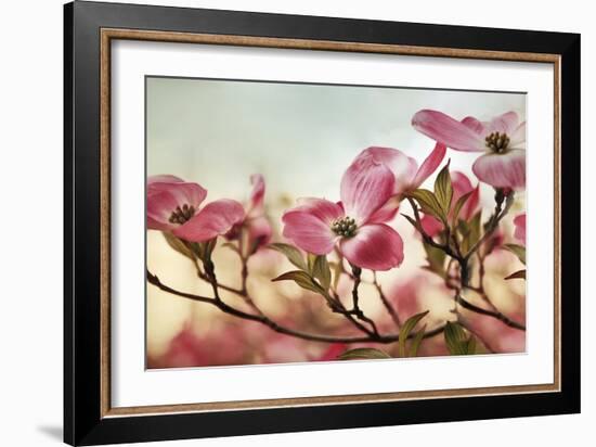 Dogwood Dreams-Jessica Jenney-Framed Giclee Print