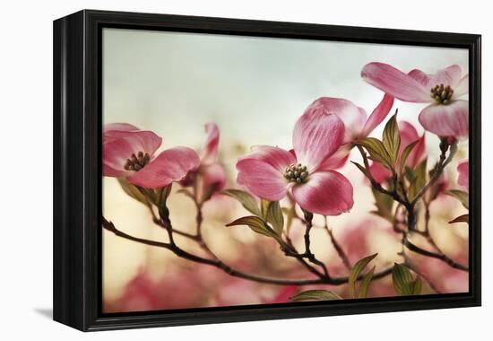 Dogwood Dreams-Jessica Jenney-Framed Premier Image Canvas