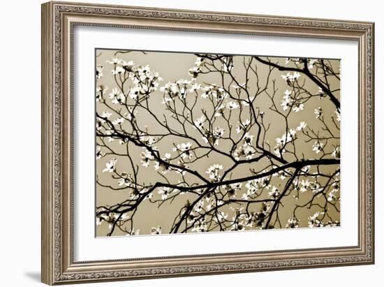 Dogwood I-Alan Hausenflock-Framed Photographic Print