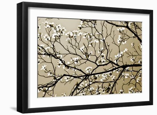 Dogwood I-Alan Hausenflock-Framed Photographic Print