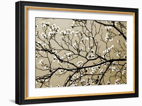 Dogwood I-Alan Hausenflock-Framed Photographic Print