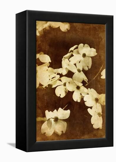 Dogwood I-Thea Schrack-Framed Premier Image Canvas