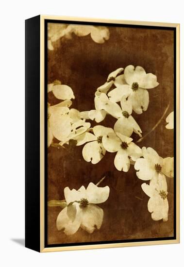 Dogwood I-Thea Schrack-Framed Premier Image Canvas