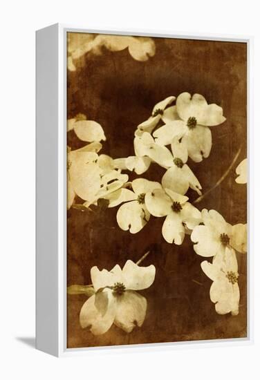 Dogwood I-Thea Schrack-Framed Premier Image Canvas