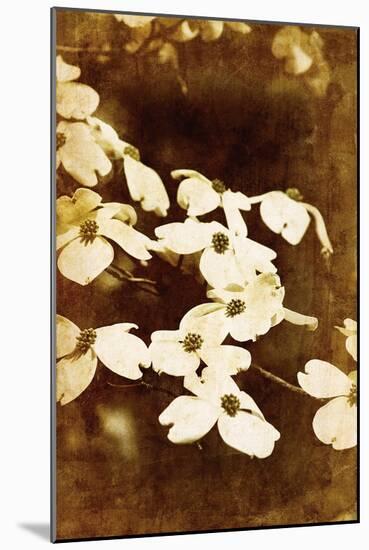 Dogwood II-Thea Schrack-Mounted Giclee Print