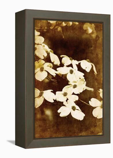 Dogwood II-Thea Schrack-Framed Premier Image Canvas