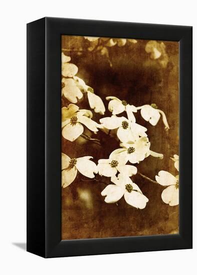 Dogwood II-Thea Schrack-Framed Premier Image Canvas