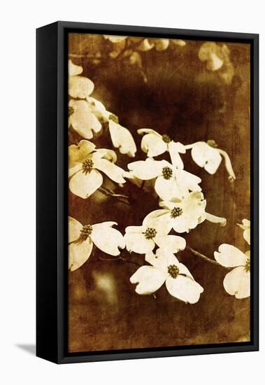 Dogwood II-Thea Schrack-Framed Premier Image Canvas