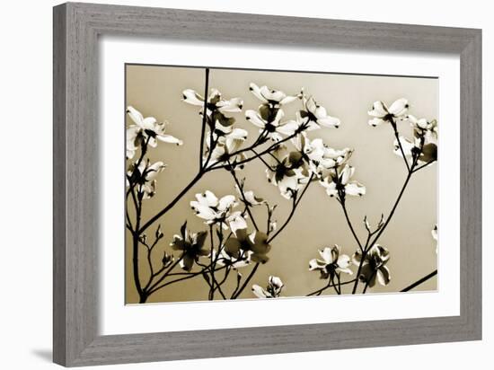 Dogwood III-Alan Hausenflock-Framed Photographic Print