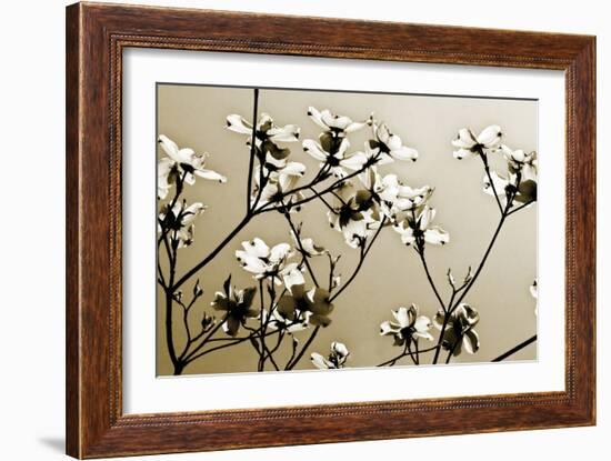 Dogwood III-Alan Hausenflock-Framed Photographic Print