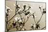 Dogwood III-Alan Hausenflock-Mounted Photographic Print