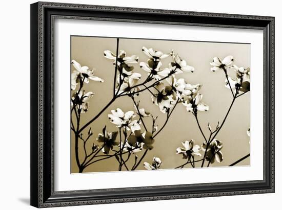 Dogwood III-Alan Hausenflock-Framed Photographic Print