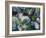 Dogwood Impressions-Lucy P. McTier-Framed Giclee Print