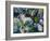 Dogwood Impressions-Lucy P. McTier-Framed Giclee Print