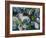 Dogwood Impressions-Lucy P. McTier-Framed Giclee Print