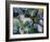 Dogwood Impressions-Lucy P. McTier-Framed Giclee Print