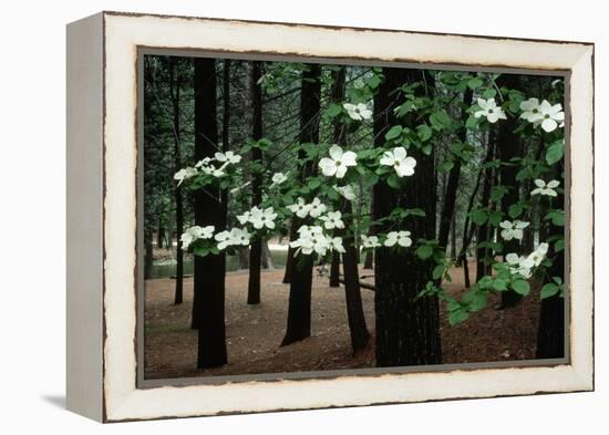 Dogwood in Bloom-Kevin Schafer-Framed Premier Image Canvas