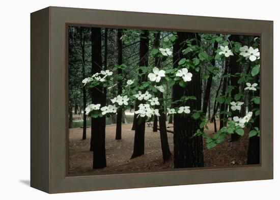 Dogwood in Bloom-Kevin Schafer-Framed Premier Image Canvas