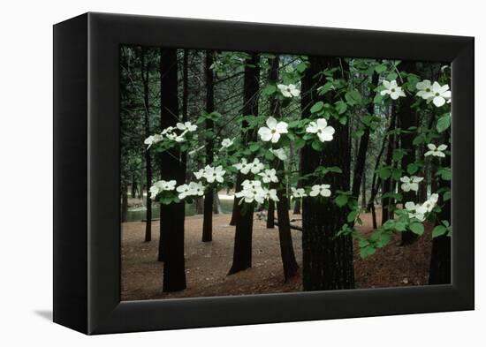 Dogwood in Bloom-Kevin Schafer-Framed Premier Image Canvas