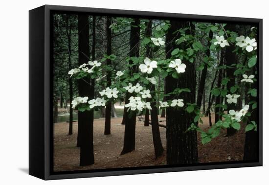 Dogwood in Bloom-Kevin Schafer-Framed Premier Image Canvas