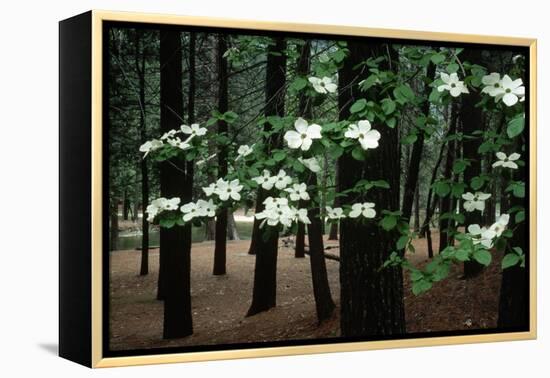 Dogwood in Bloom-Kevin Schafer-Framed Premier Image Canvas
