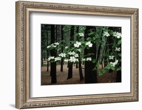 Dogwood in Bloom-Kevin Schafer-Framed Photographic Print