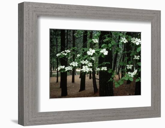 Dogwood in Bloom-Kevin Schafer-Framed Photographic Print