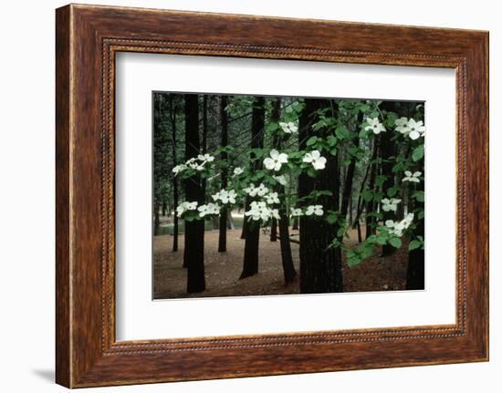 Dogwood in Bloom-Kevin Schafer-Framed Photographic Print