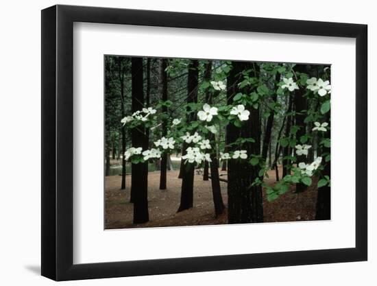 Dogwood in Bloom-Kevin Schafer-Framed Photographic Print