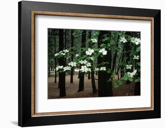 Dogwood in Bloom-Kevin Schafer-Framed Photographic Print