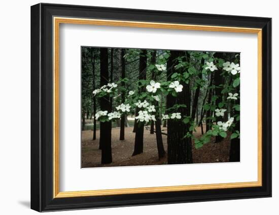 Dogwood in Bloom-Kevin Schafer-Framed Photographic Print