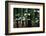 Dogwood in Bloom-Kevin Schafer-Framed Photographic Print