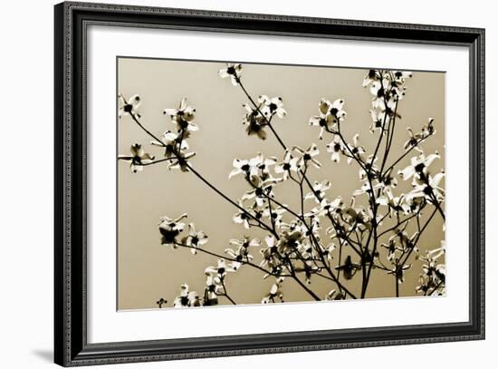 Dogwood IV-Alan Hausenflock-Framed Photographic Print