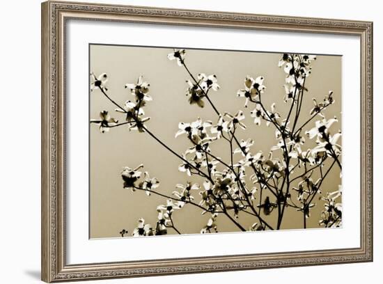 Dogwood IV-Alan Hausenflock-Framed Photographic Print