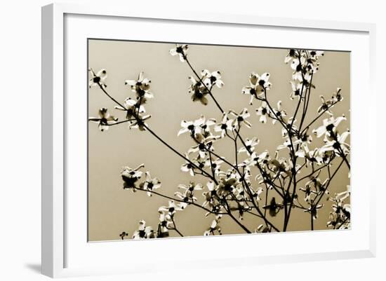 Dogwood IV-Alan Hausenflock-Framed Photographic Print