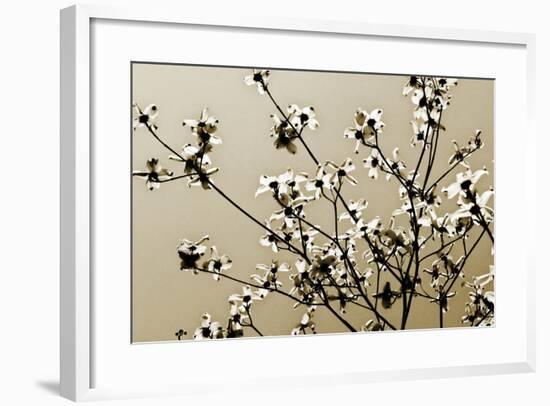 Dogwood IV-Alan Hausenflock-Framed Photographic Print