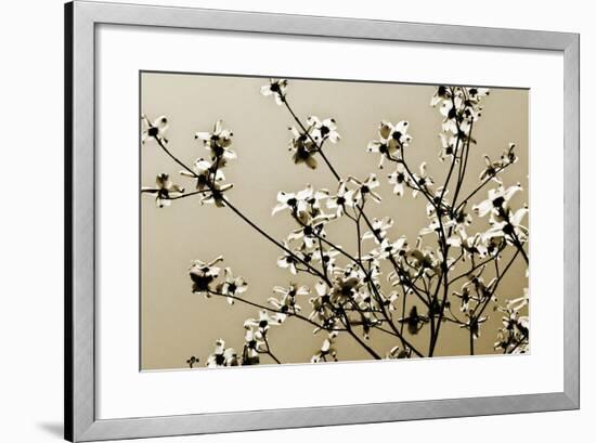 Dogwood IV-Alan Hausenflock-Framed Photographic Print