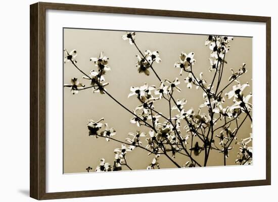 Dogwood IV-Alan Hausenflock-Framed Photographic Print