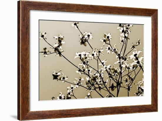 Dogwood IV-Alan Hausenflock-Framed Photographic Print