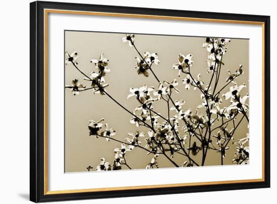 Dogwood IV-Alan Hausenflock-Framed Photographic Print