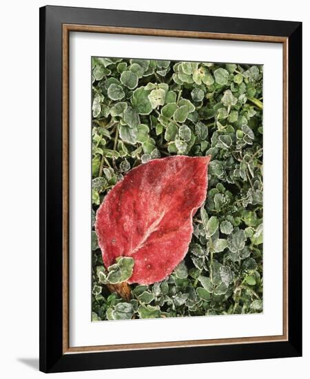 Dogwood leaf and water cress, Spokane County, Washington, USA-Charles Gurche-Framed Photographic Print