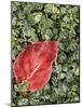 Dogwood leaf and water cress, Spokane County, Washington, USA-Charles Gurche-Mounted Photographic Print