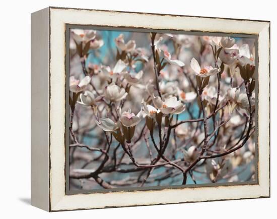Dogwood Spring I-Sharon Chandler-Framed Premier Image Canvas