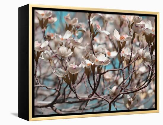 Dogwood Spring I-Sharon Chandler-Framed Premier Image Canvas