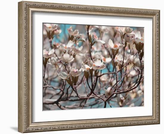 Dogwood Spring I-Sharon Chandler-Framed Photographic Print