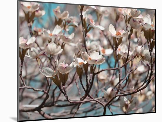 Dogwood Spring I-Sharon Chandler-Mounted Photographic Print