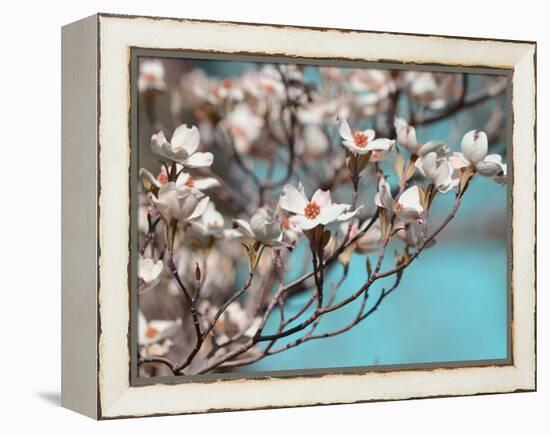 Dogwood Spring III-Sharon Chandler-Framed Premier Image Canvas