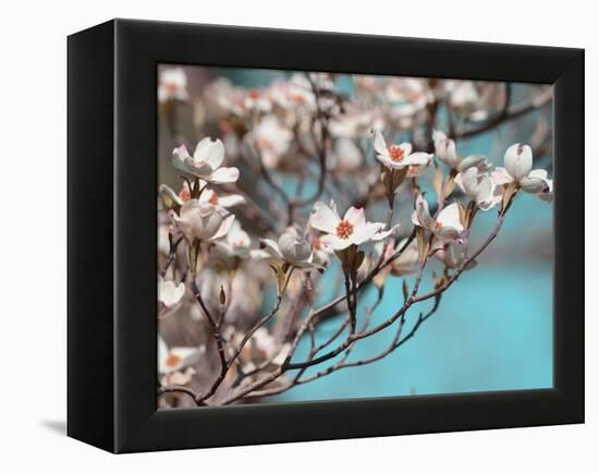 Dogwood Spring III-Sharon Chandler-Framed Premier Image Canvas