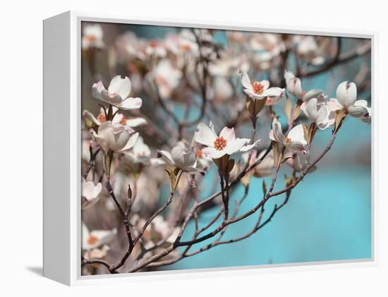 Dogwood Spring III-Sharon Chandler-Framed Premier Image Canvas