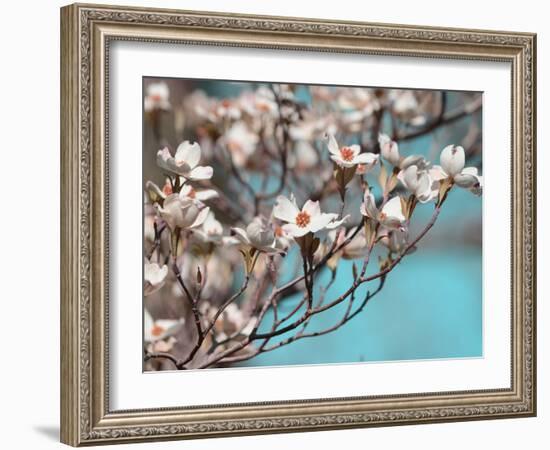 Dogwood Spring III-Sharon Chandler-Framed Photographic Print